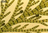 Halopteris scoparia8